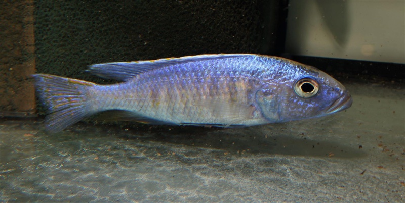 Sciaenochromis fryeri